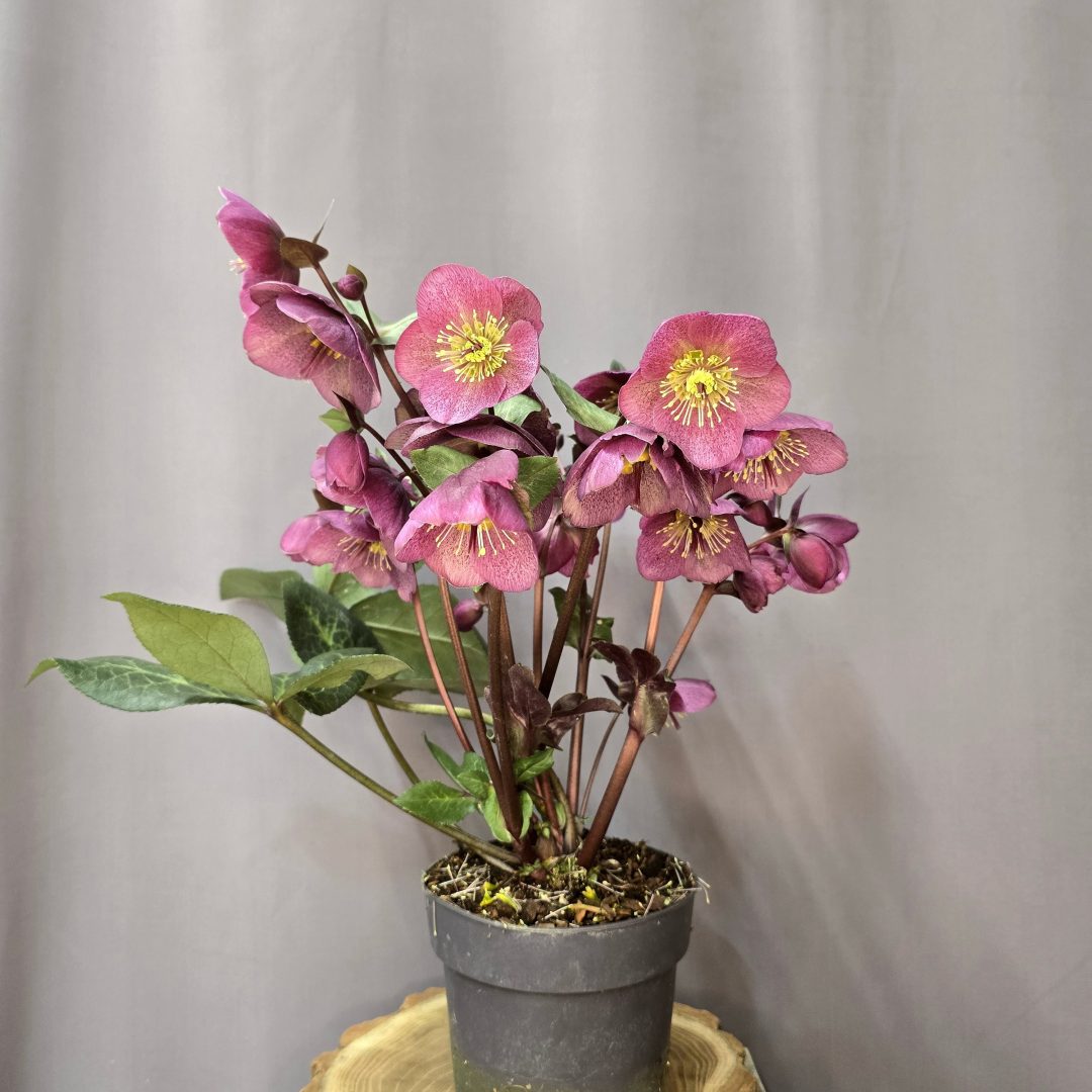 Helleborus 'Charmer'