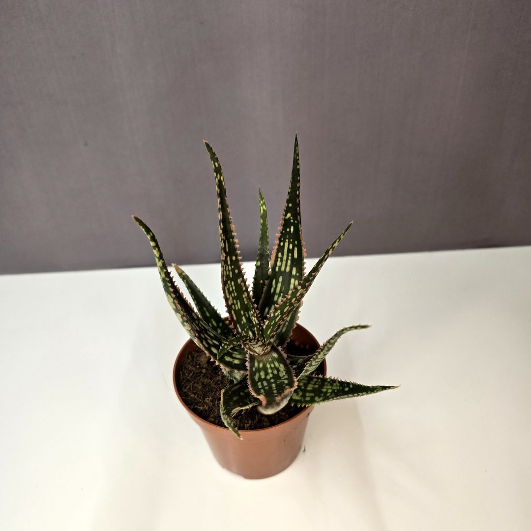Aloe Carola