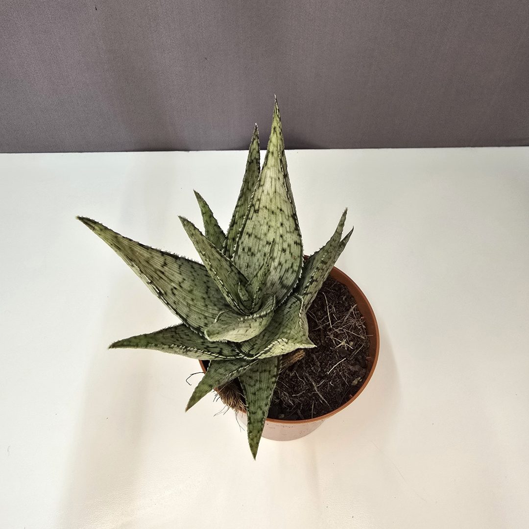 Aloe Doran Black