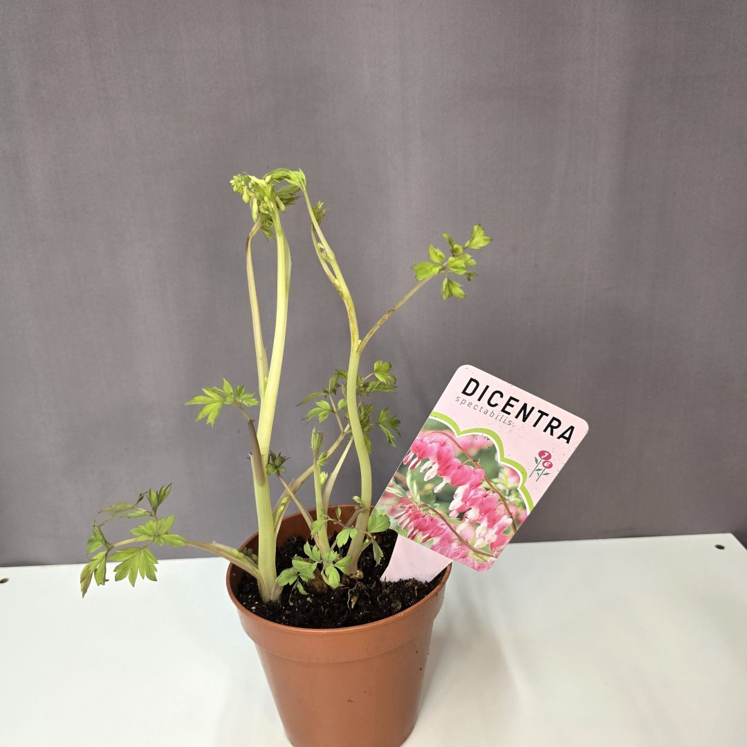 Dicentra spectabilis - Nagy szívvirág (rózsaszín)