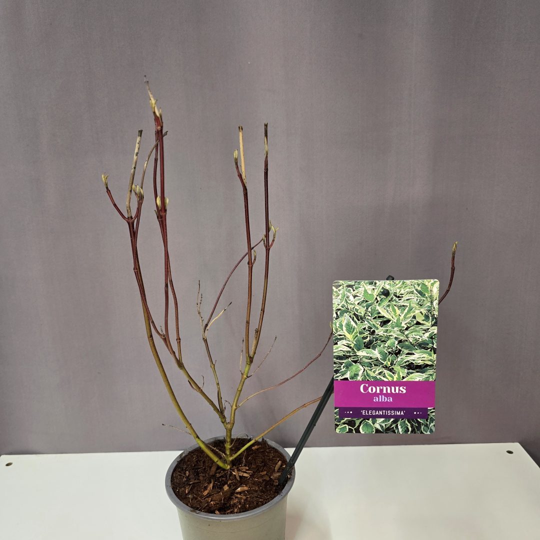 Fehértarka fehér som - Cornus alba 'Elegantissima'