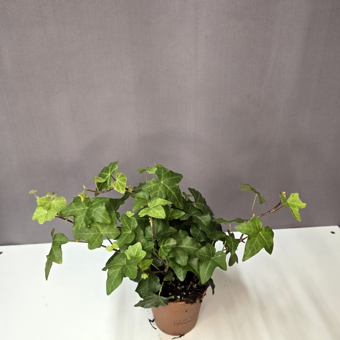 Hedera Helix - Borostyán