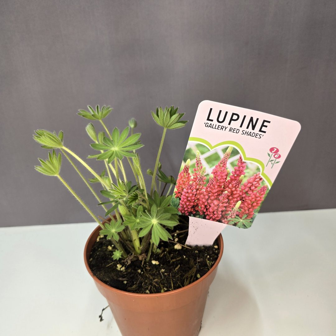 Lupine - Csillagfürt ( piros )