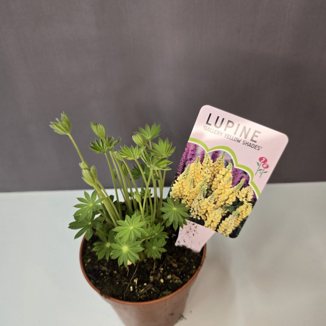 Lupine - Csillagfürt ( sárga )