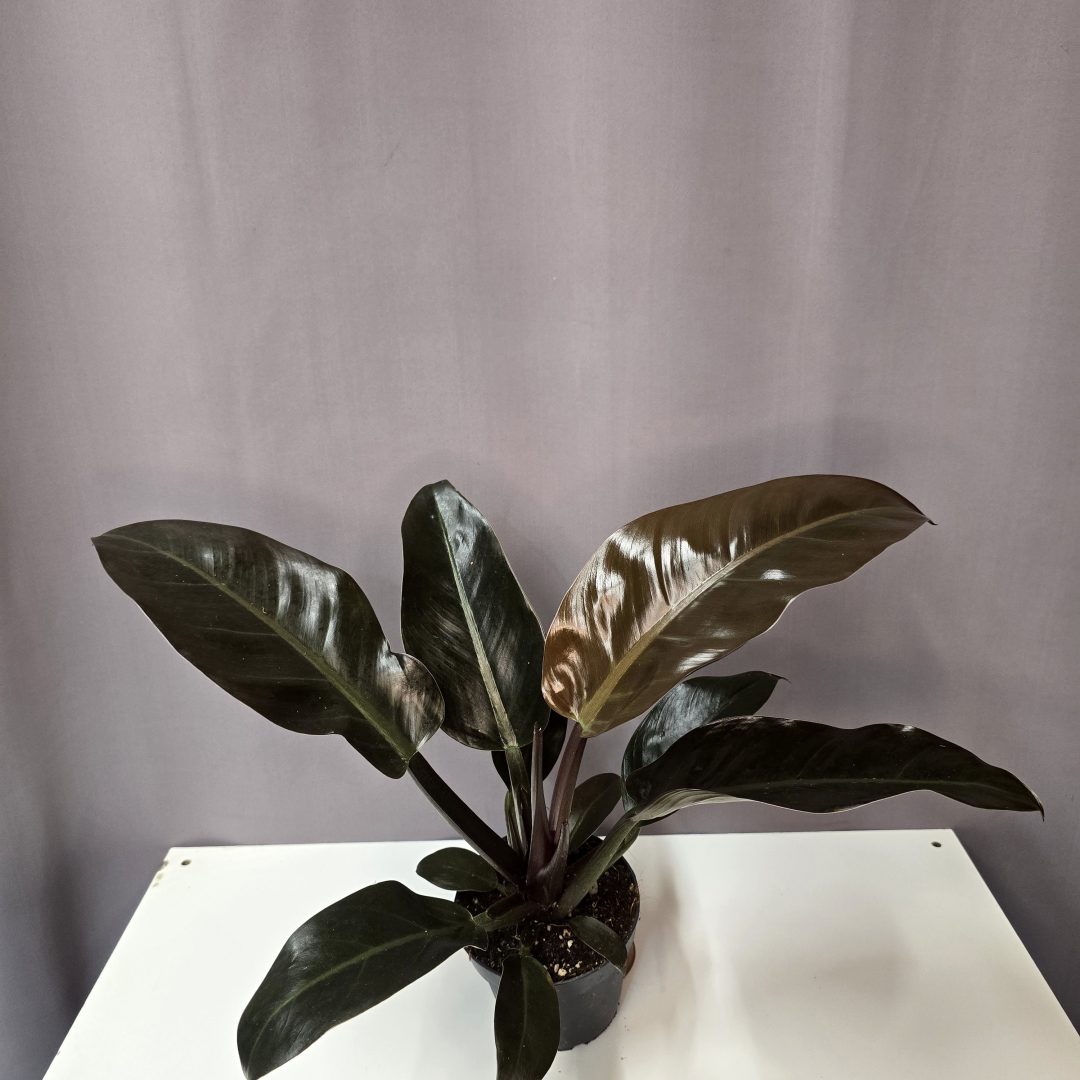 Philodendron 'Imperial Red'