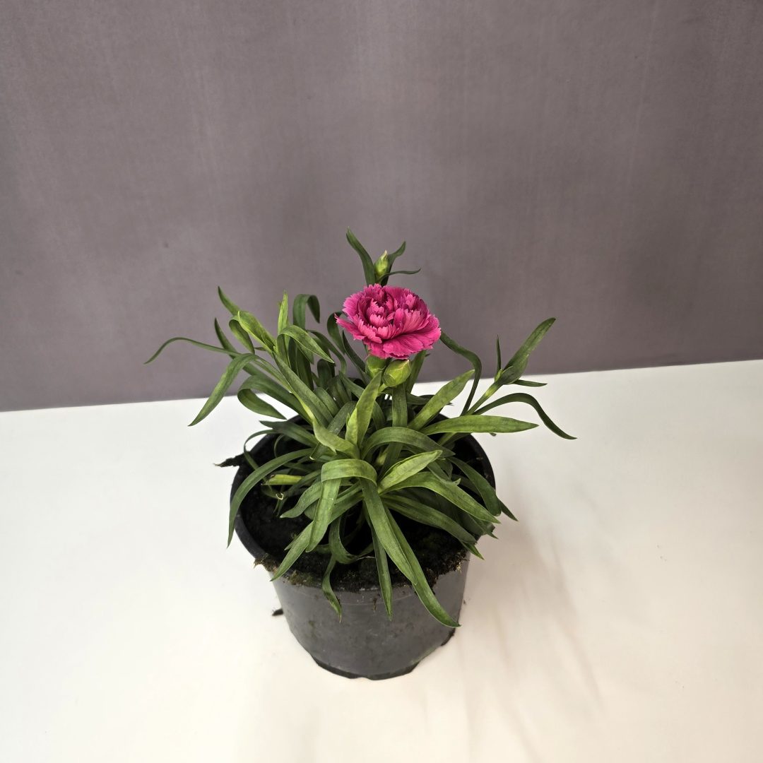 Illatos szegfű – Dianthus caryophyllus ciklámen