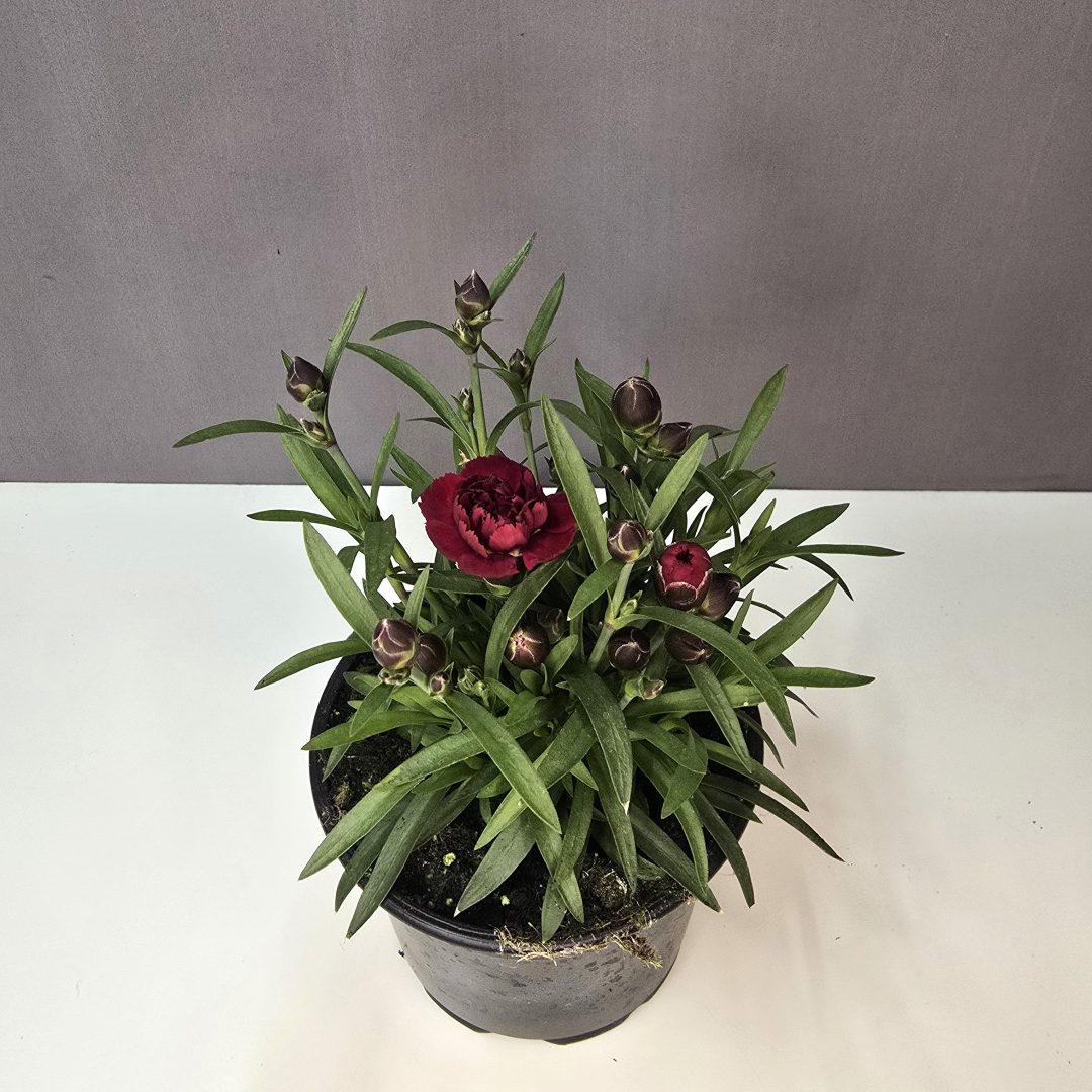 Illatos szegfű – Dianthus caryophyllus bordó