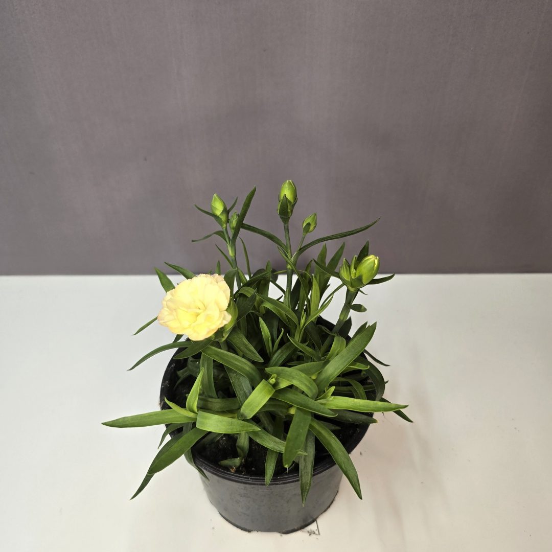 Illatos szegfű – Dianthus caryophyllus sárga