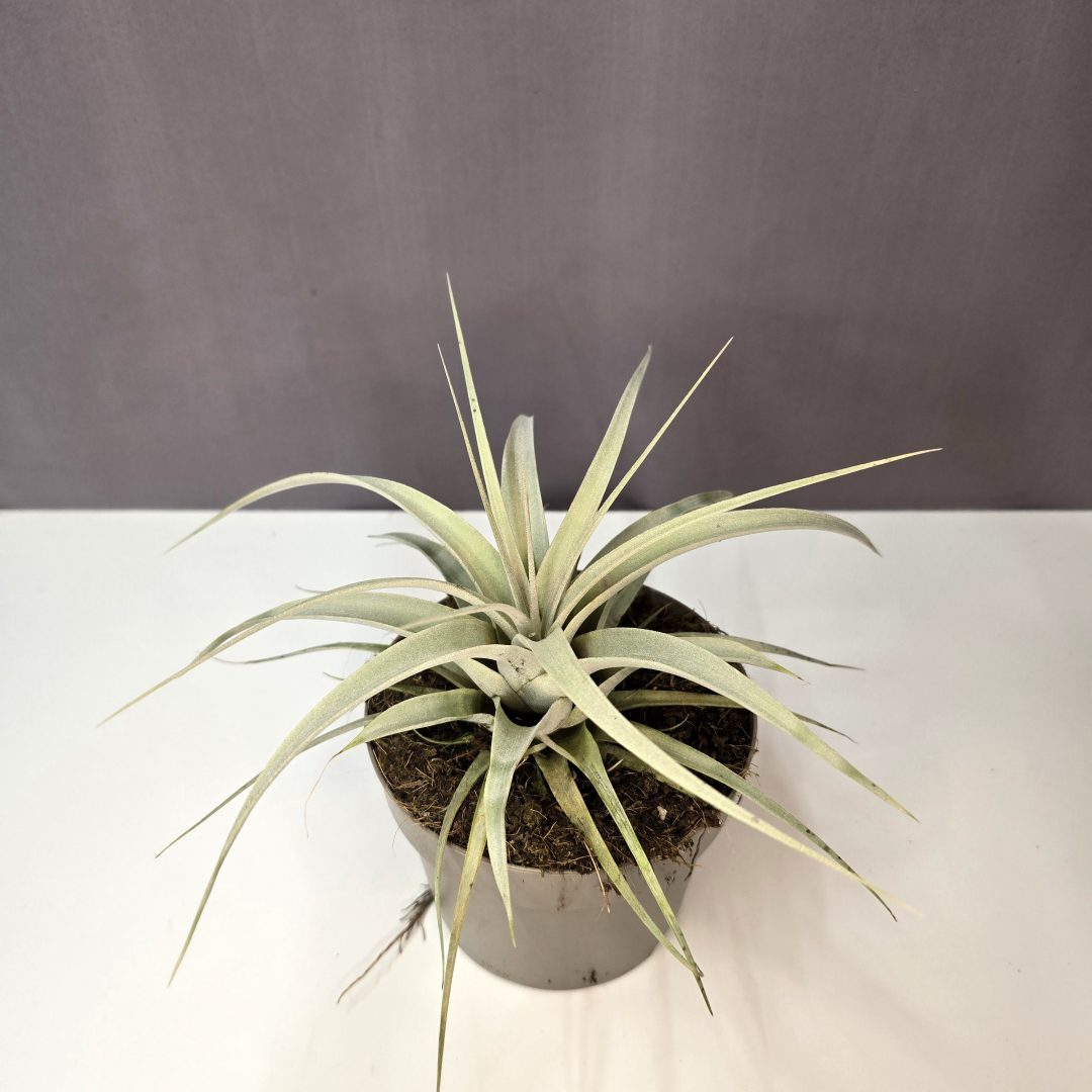 Tillandsia Xerographica
