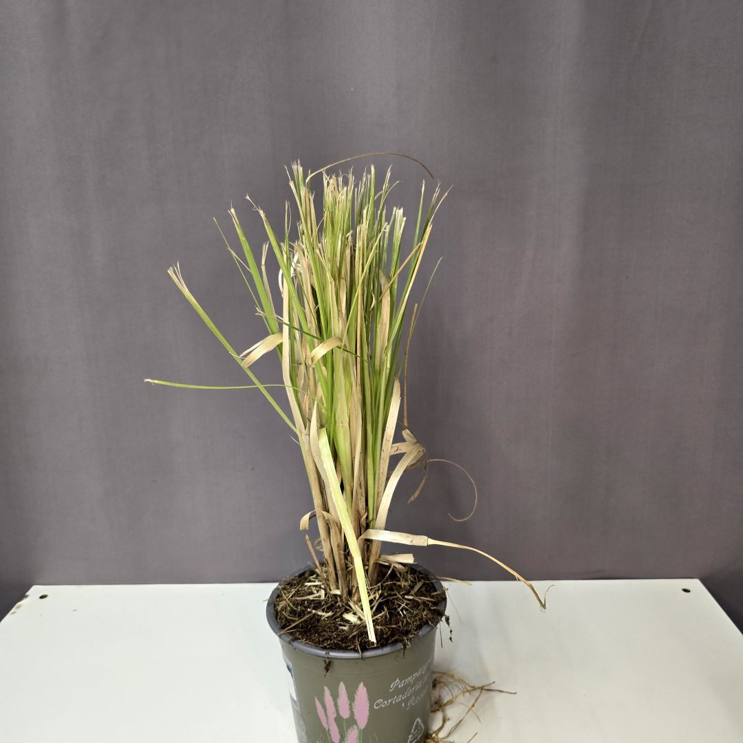 Cortaderia selloana 'Rosea' - Ezüstös pampafű (rózsaszín)