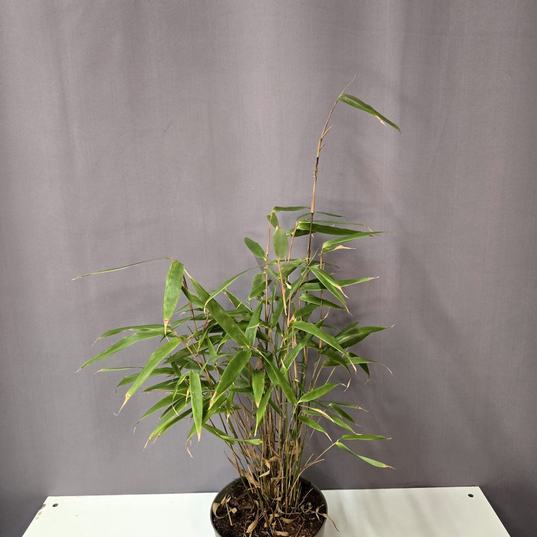 Ernyőbambusz - Farfesia Rufa