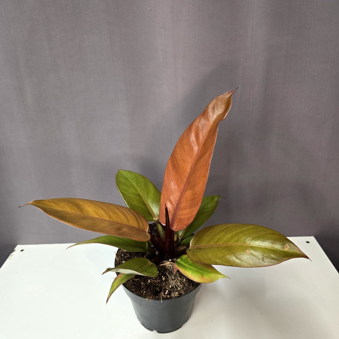 Philodendron 'Prince of Orange'