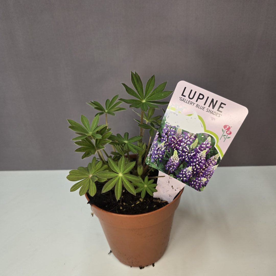 Lupine - Csillagfürt ( lila )