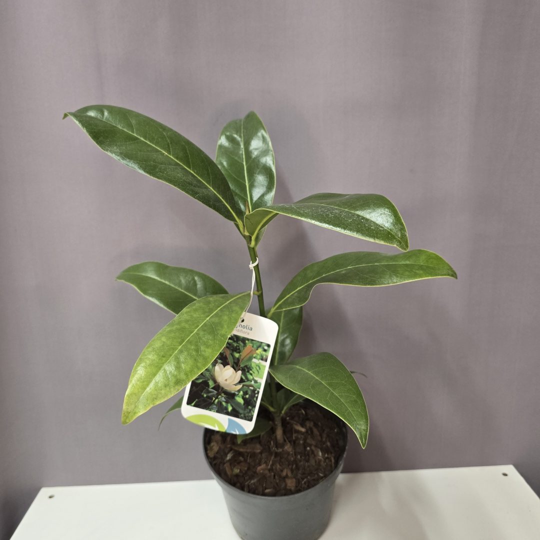 Magnolia Grandiflora