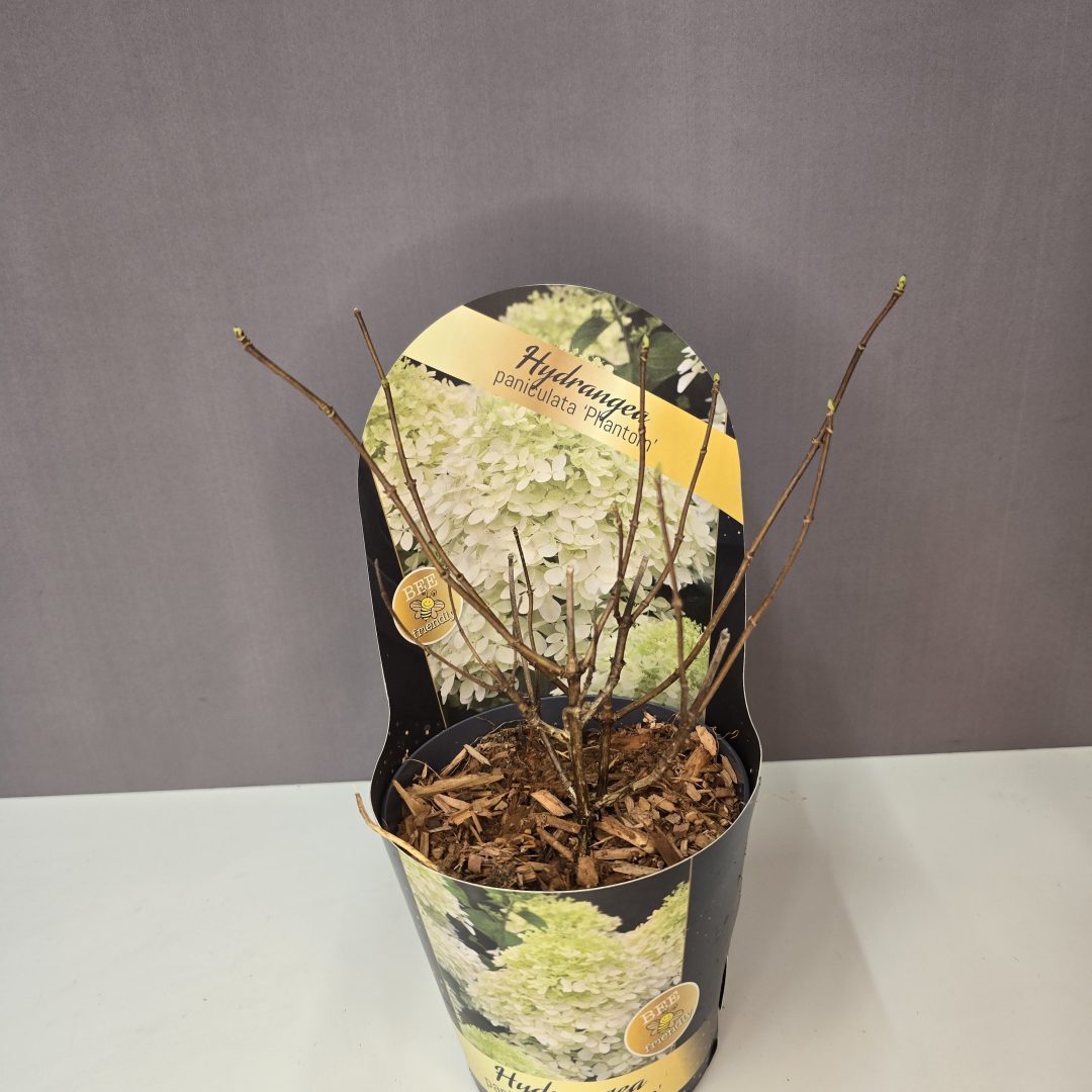 Hydrangea paniculata 'Phantom'