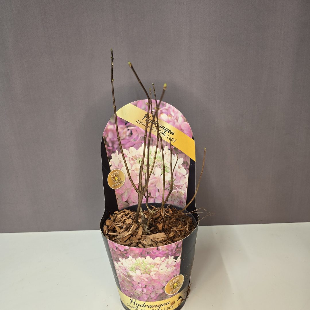 Hydrangea paniculata 'Pink Lady'