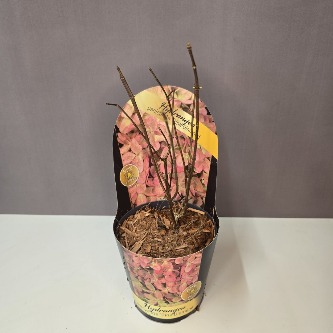 Hydrangea paniculata 'Pink Diamond'