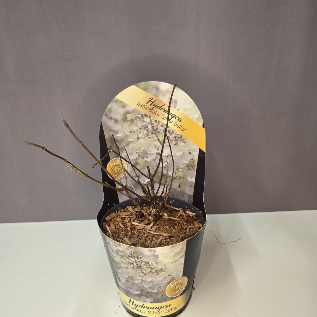 Hydrangea paniculata 'Silver Dollar'