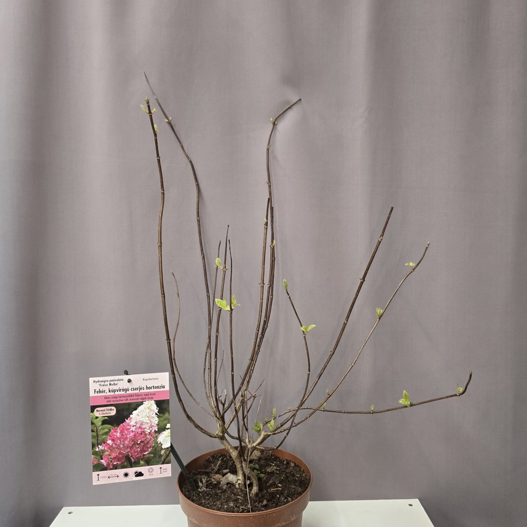 Hydrangea paniculata 'Fraise Melba'