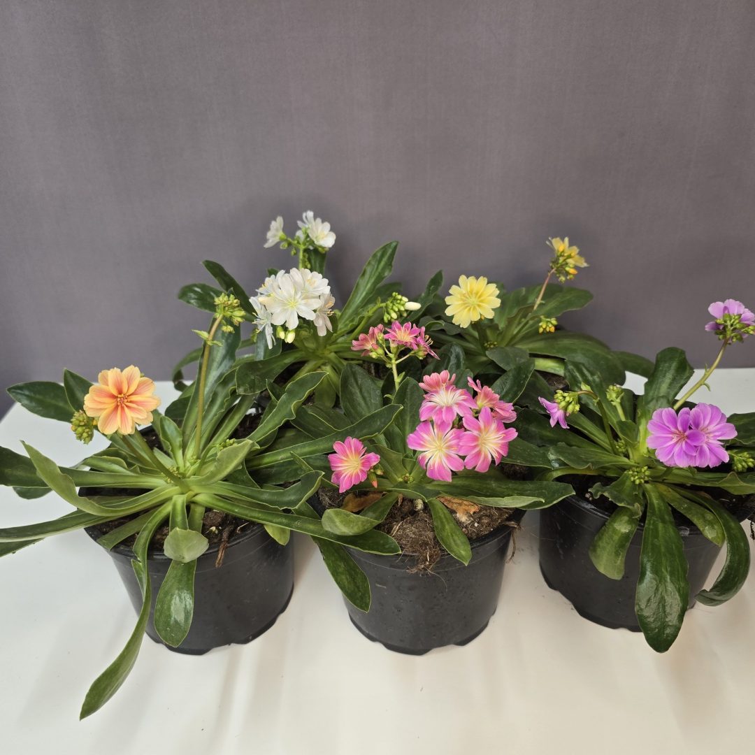 Lewisia cotyledon  – Változékony dohánygyökér