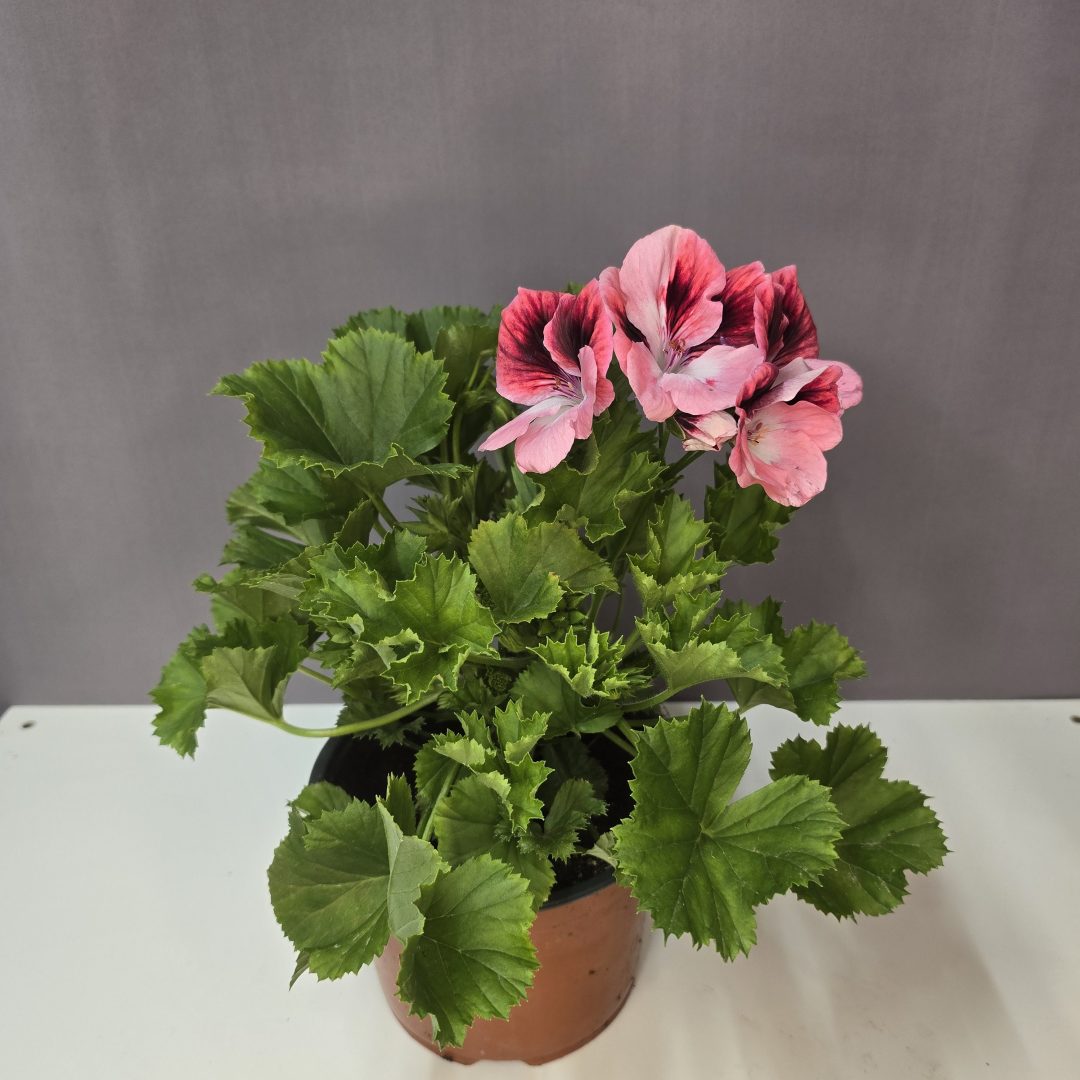 Angol muskátli rózsaszín bordó cirmos