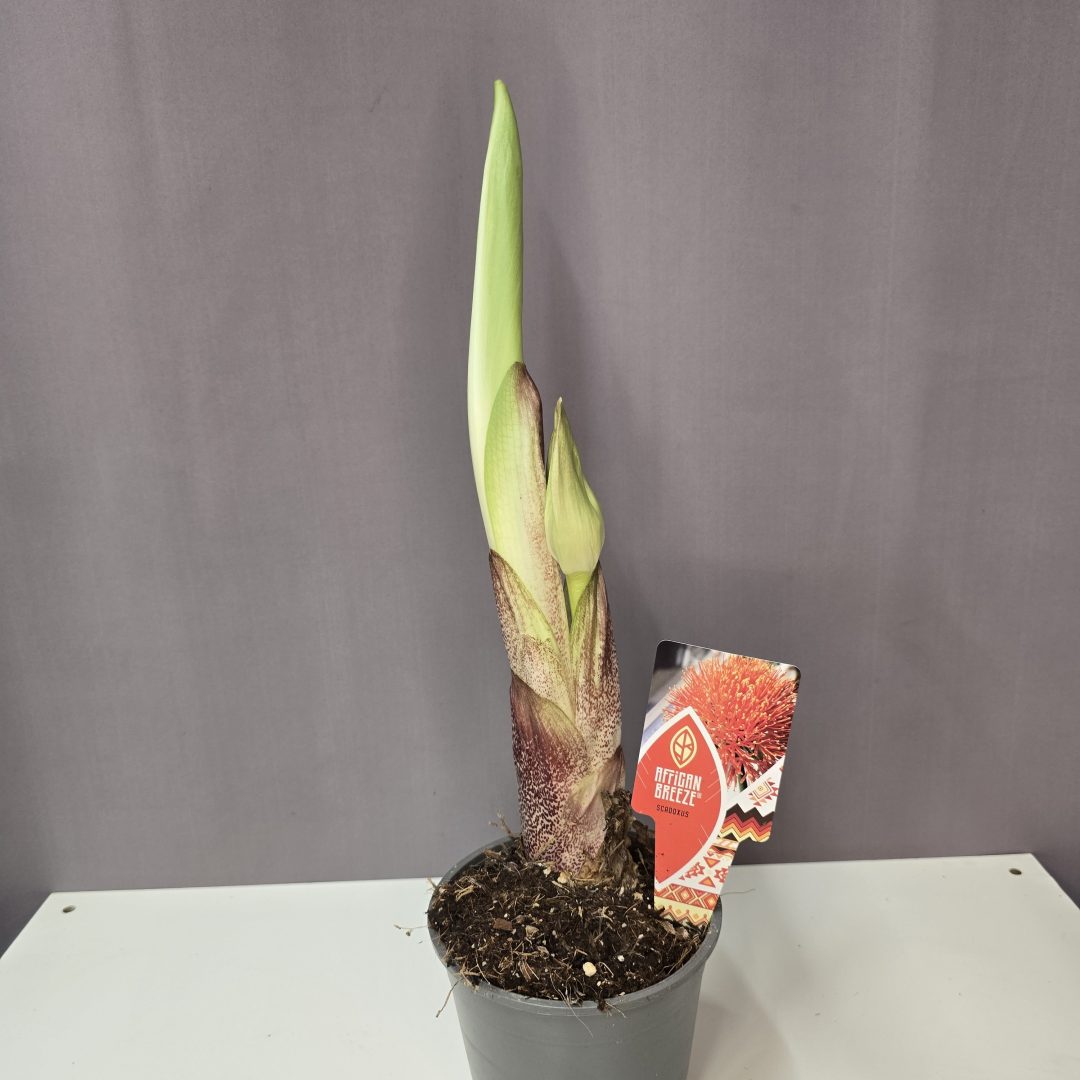 Scadoxus multiflorus - Vérvirág