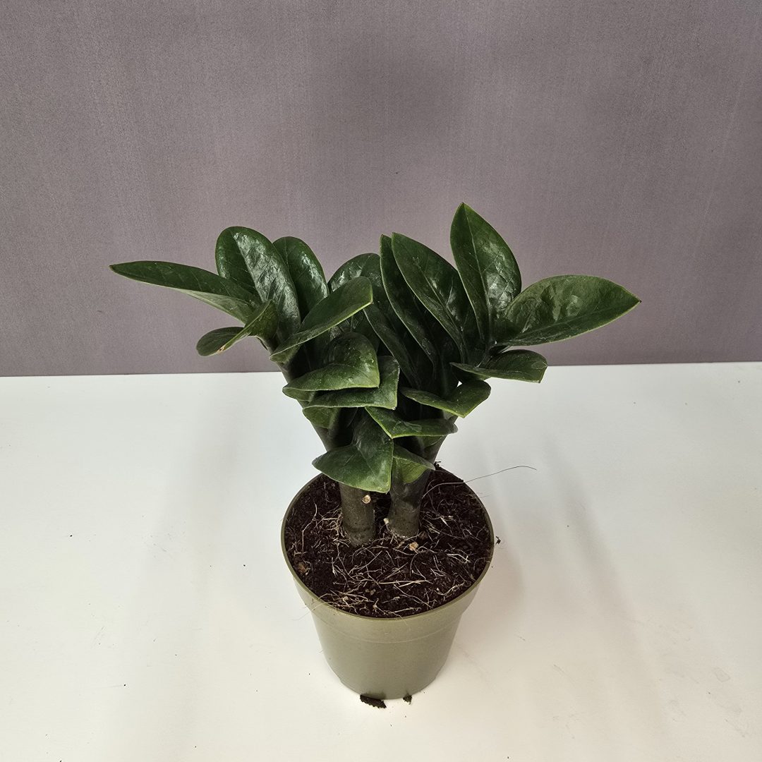 Zamioculcas zamiifolia "Zenzi"