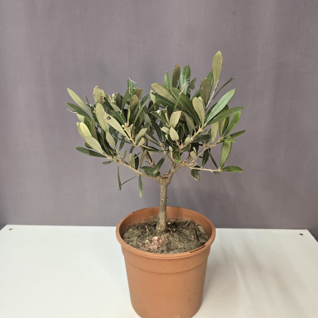 Olea Europea Törzses