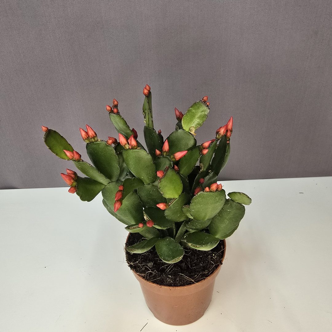 Rhipsalidopsis gaertneri - Húsvéti kaktusz