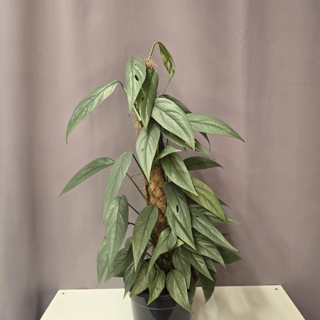 Epipremnum pinnatum 'Cebu Blue'