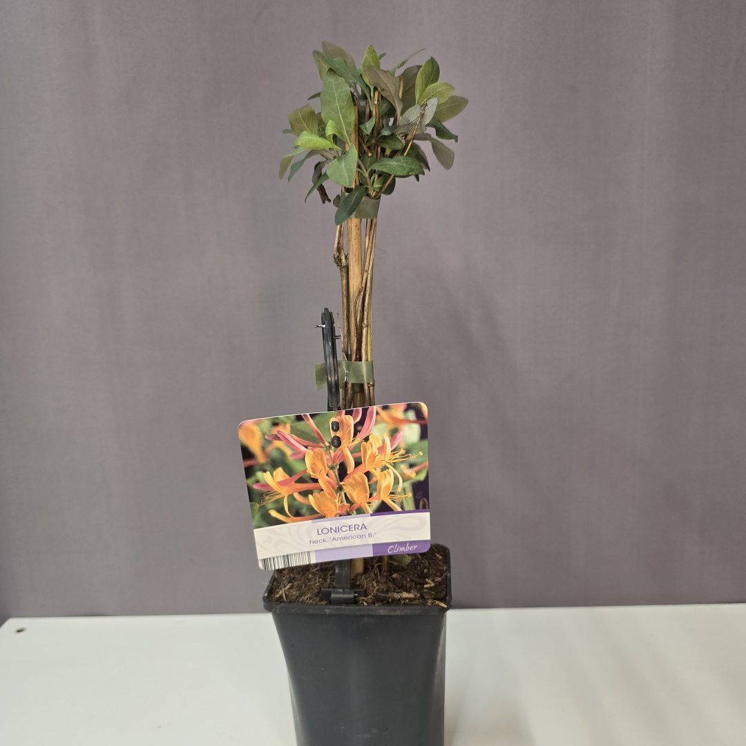 Lonicera heckrottii 'American Beauty' - Amerikai Lonc