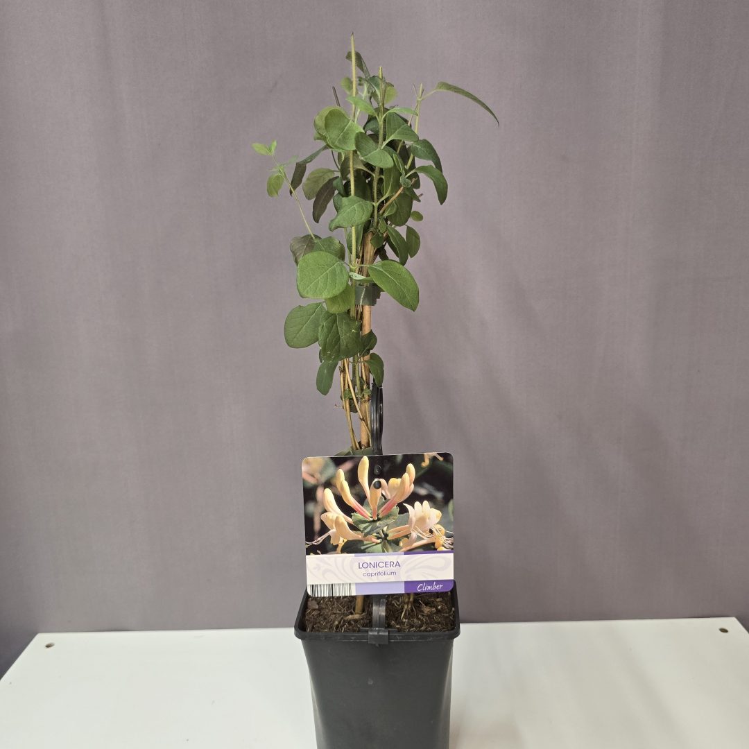 Lonicera caprifolium - Jerikói Lonc
