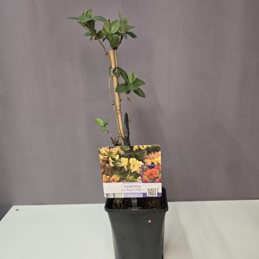 Lonicera periclymenum 'Belgica Select' - Belga bangitahúsú lonc.