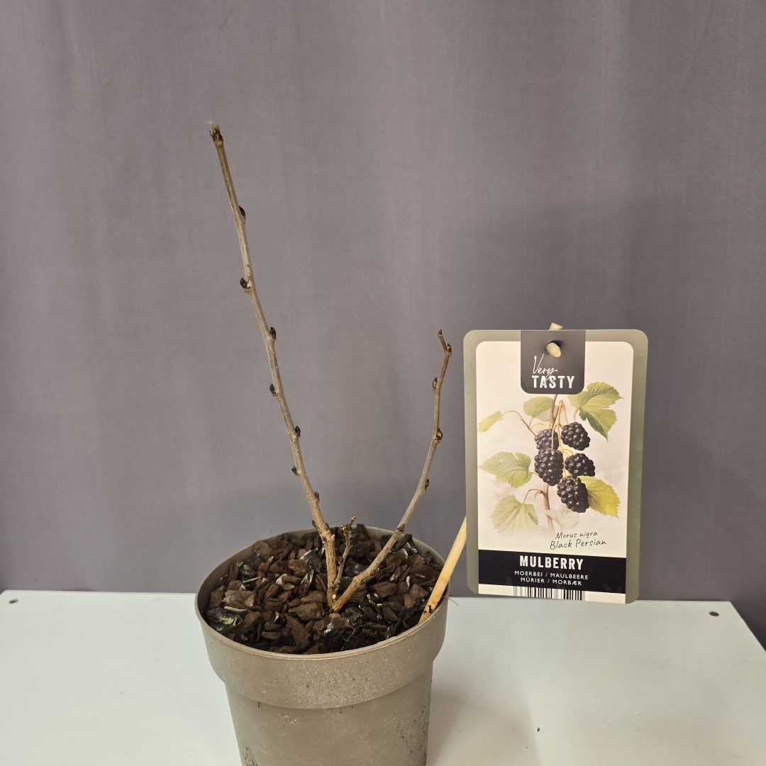 Morus nigra 'Black Persian' - Perzsa eperfa