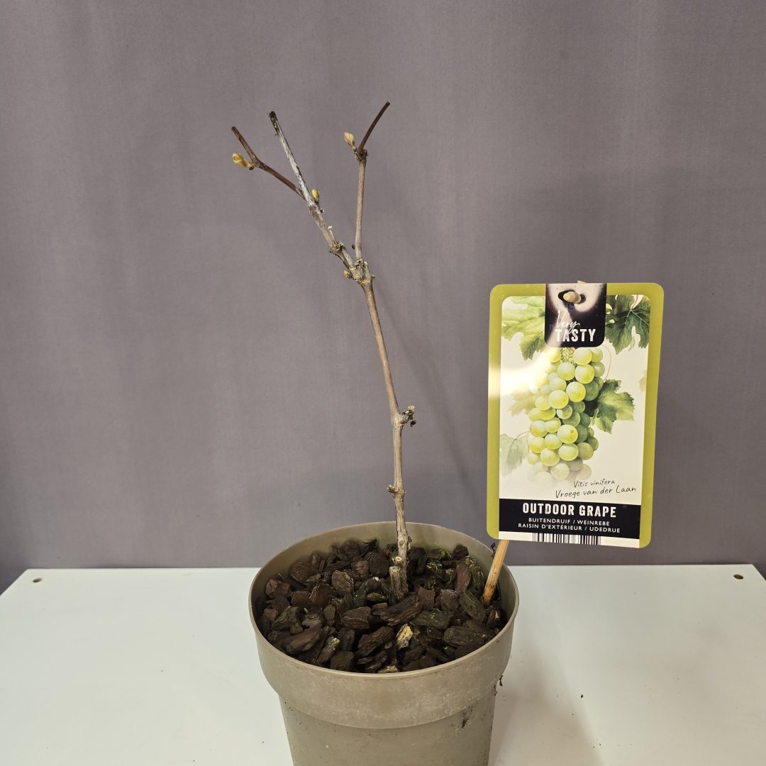 Vitis vinifera 'Vroege van der Laan' - korai érésű, fehér csemegeszőlő