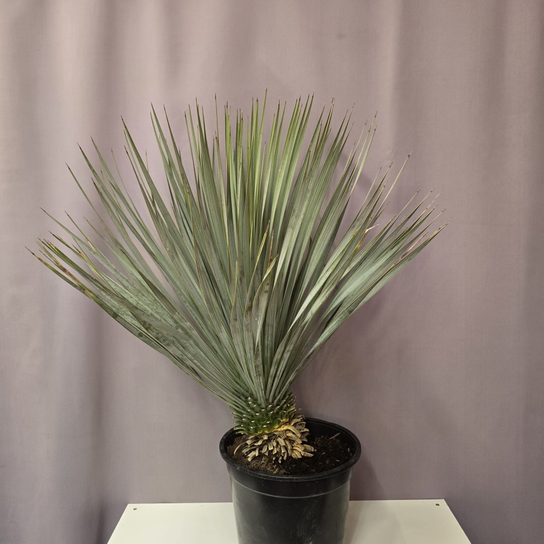 Yucca rostrata