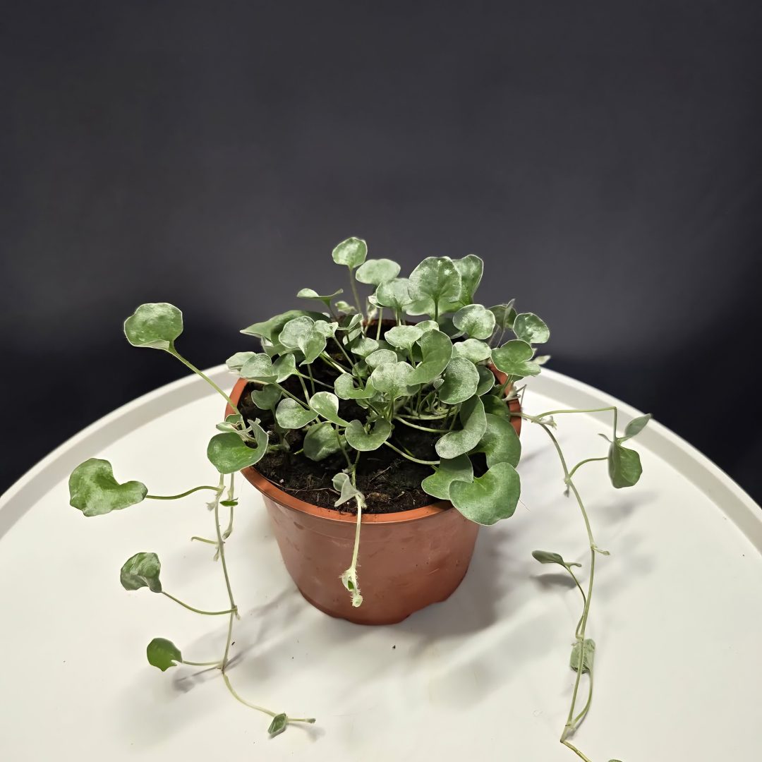 Ezüstös pázsitszulák - Dichondra argentea