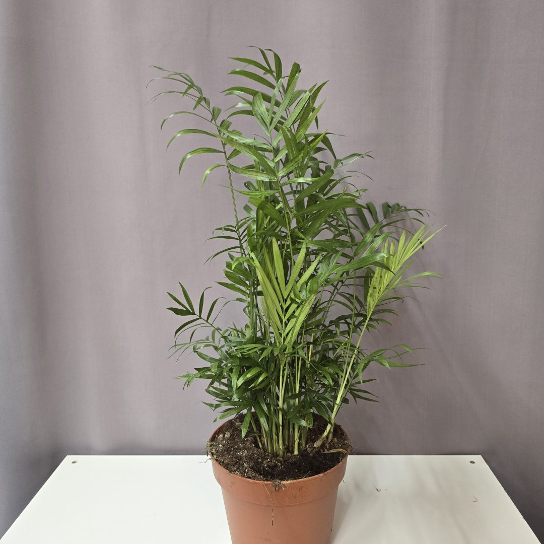 Chamaedora Elegans - Gyompálma