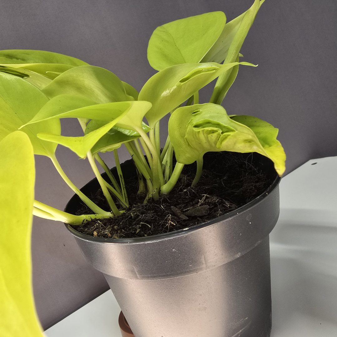 Epipremnum Champs Élysées