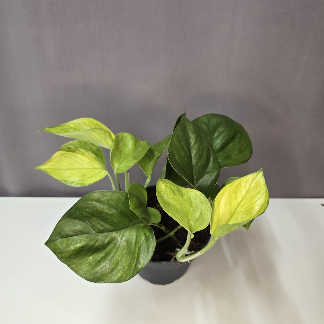 Epipremnum aureum ‘Lemon Top’