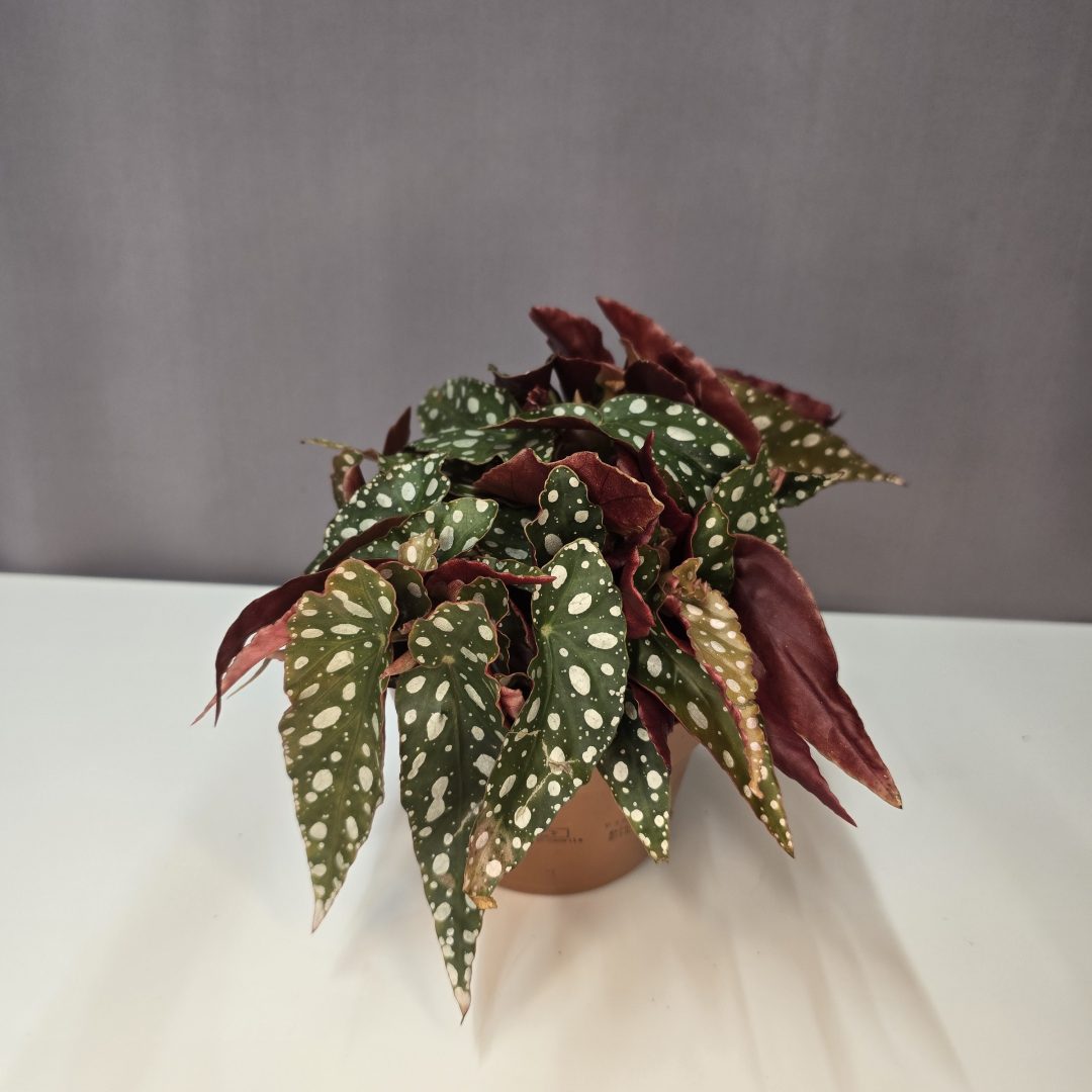 Begonia Maculata