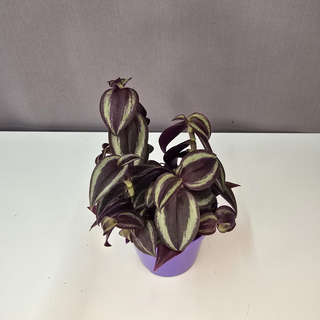 Zebrapletyka - Tradescantia zebrina