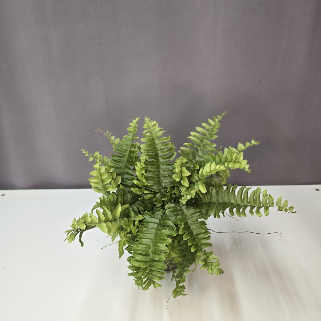 Nephrolepis Green Lady - szobapáfrány mini