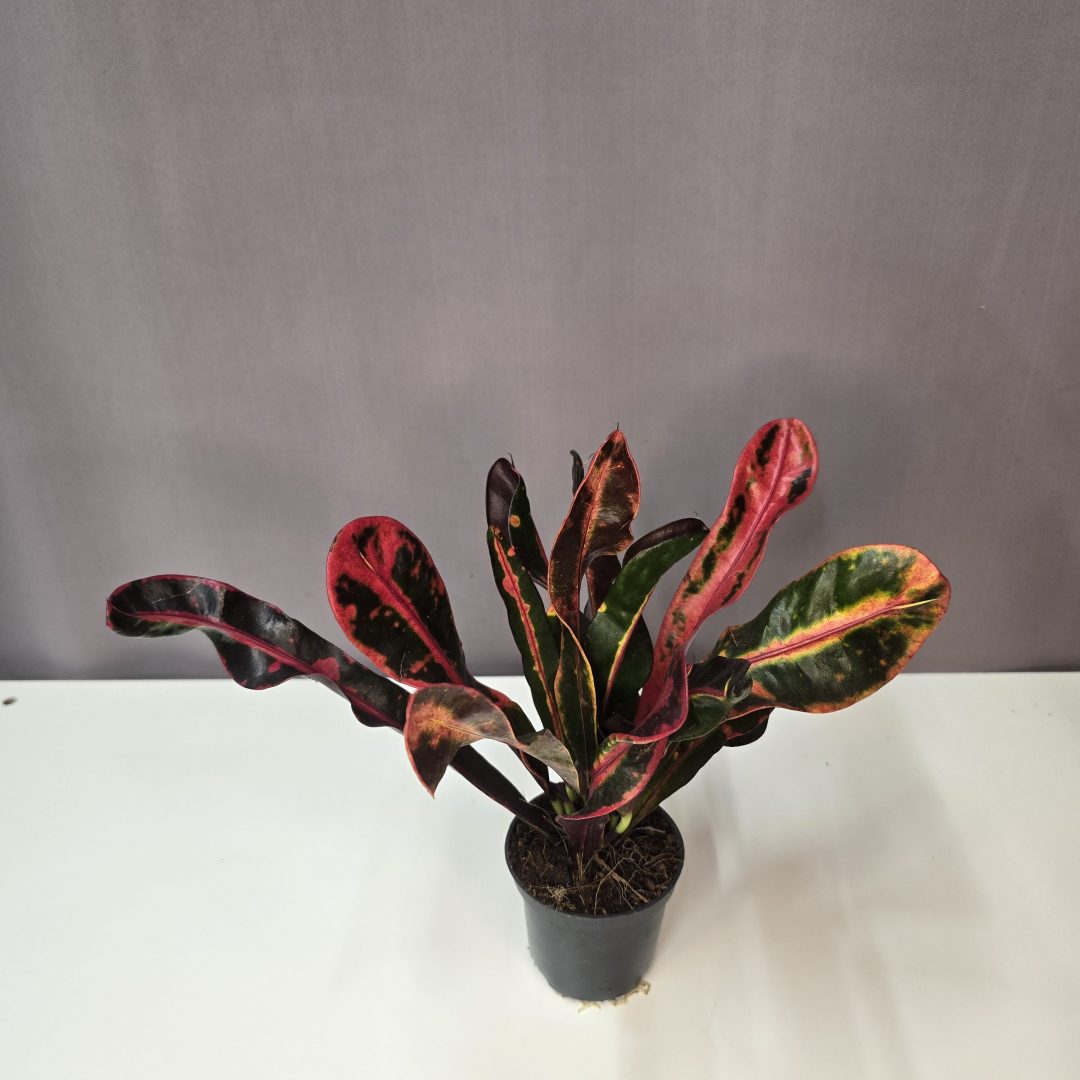 Codiaeum variegatum 'Mammi'