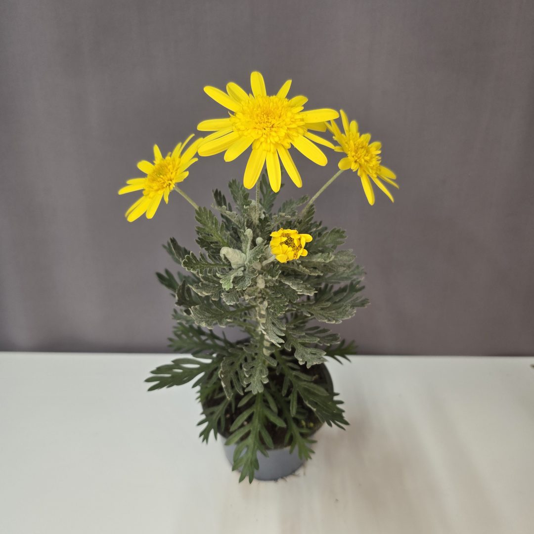 Földanyavirág - Euryops pectinatus