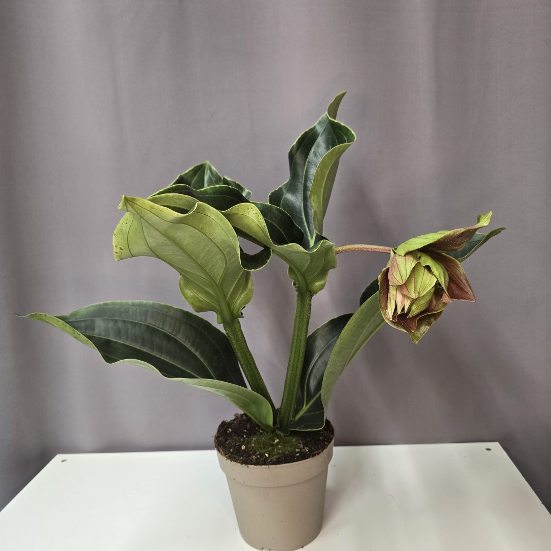 Medinilla magnifica 'Dolce Rossa'