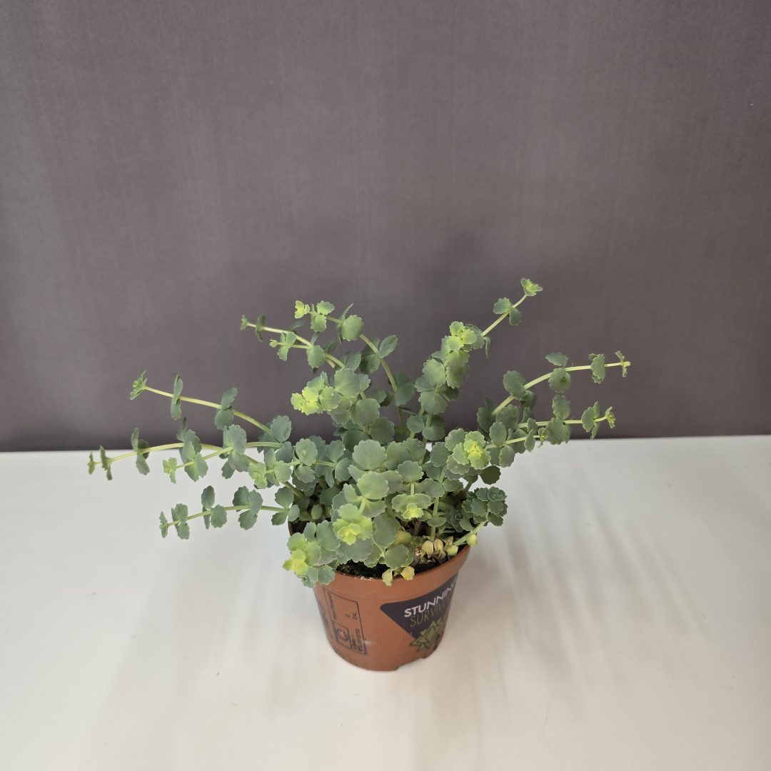 Sedum sieboldii - Októberi varjúháj