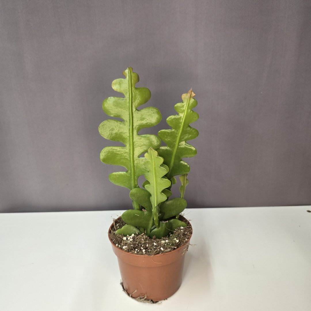 Epiphyllum Anguliger - Karéjos kaktusz