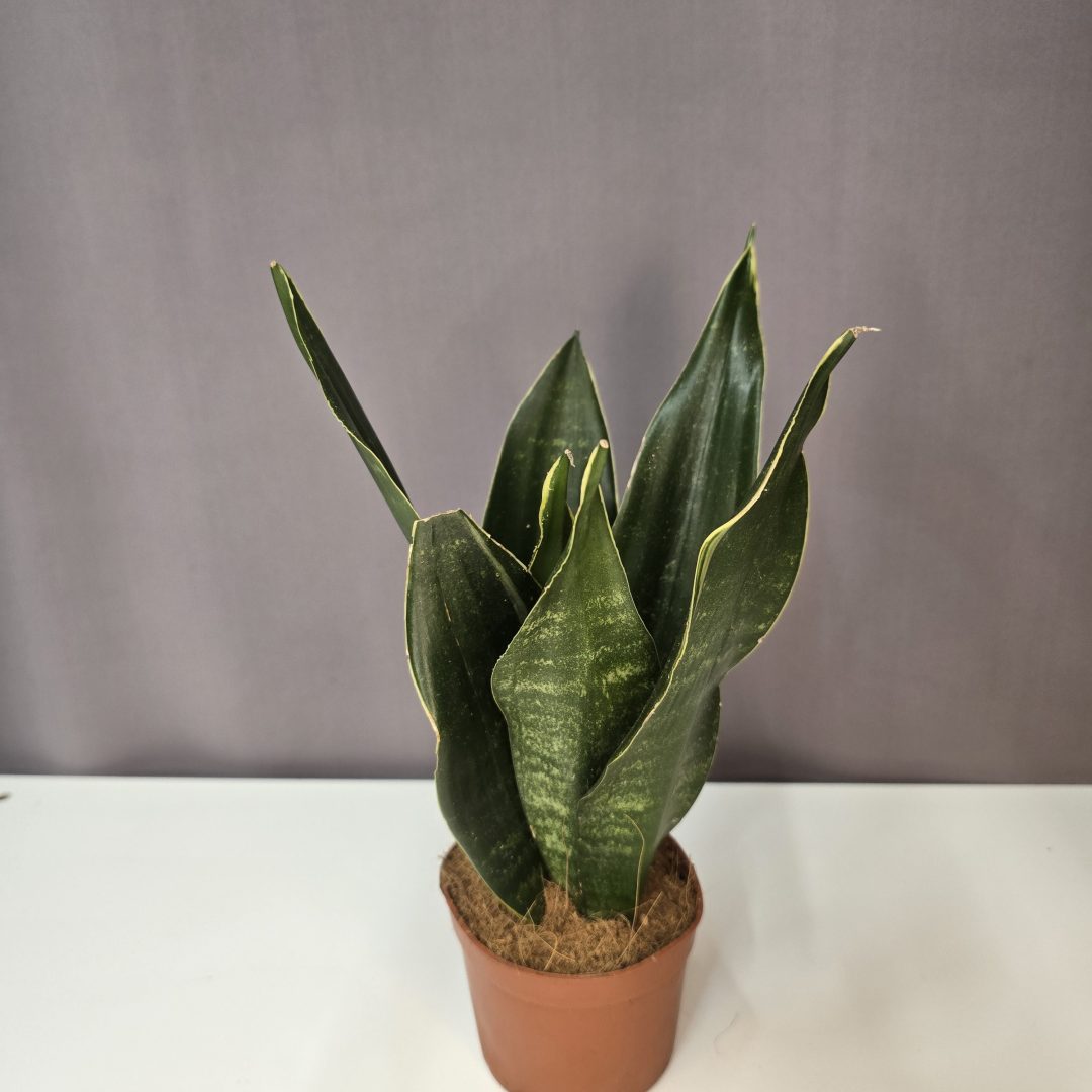 Sansevieria Black Diamond