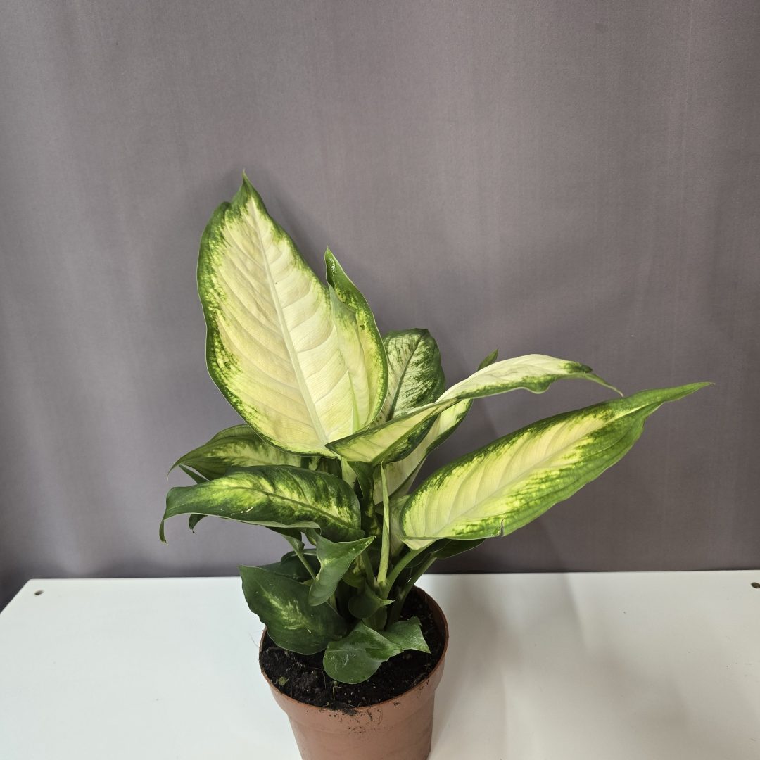 Dieffenbachia 'Camilla'